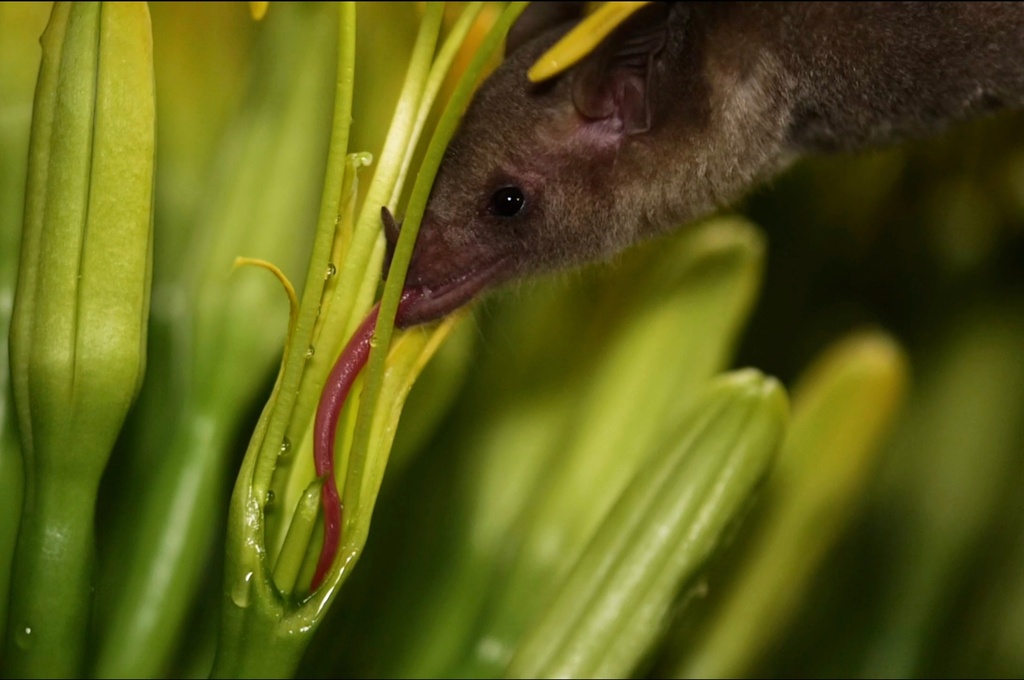 This photo provided by Bat Conservation International shows a Mexican long-nosed bat (Leptonycteris nivalis) feeding on the nectar of a blooming agave in July 2022, Nuevo León, Mexico. (Chris Galloway/Horizonline Pictures/Bat Conservation International via AP)
