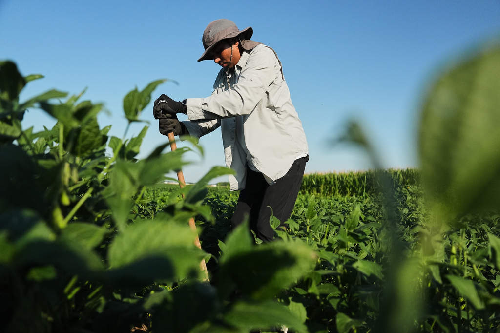 Ashish Rajurkar, a research scientist at the Salk Institute, digs out root samples from genetically-engineered soybeans Tuesday, Sept. 1, 2026, at a research field in Urbana, Ill. (AP Photo/Joshua A. Bickel)