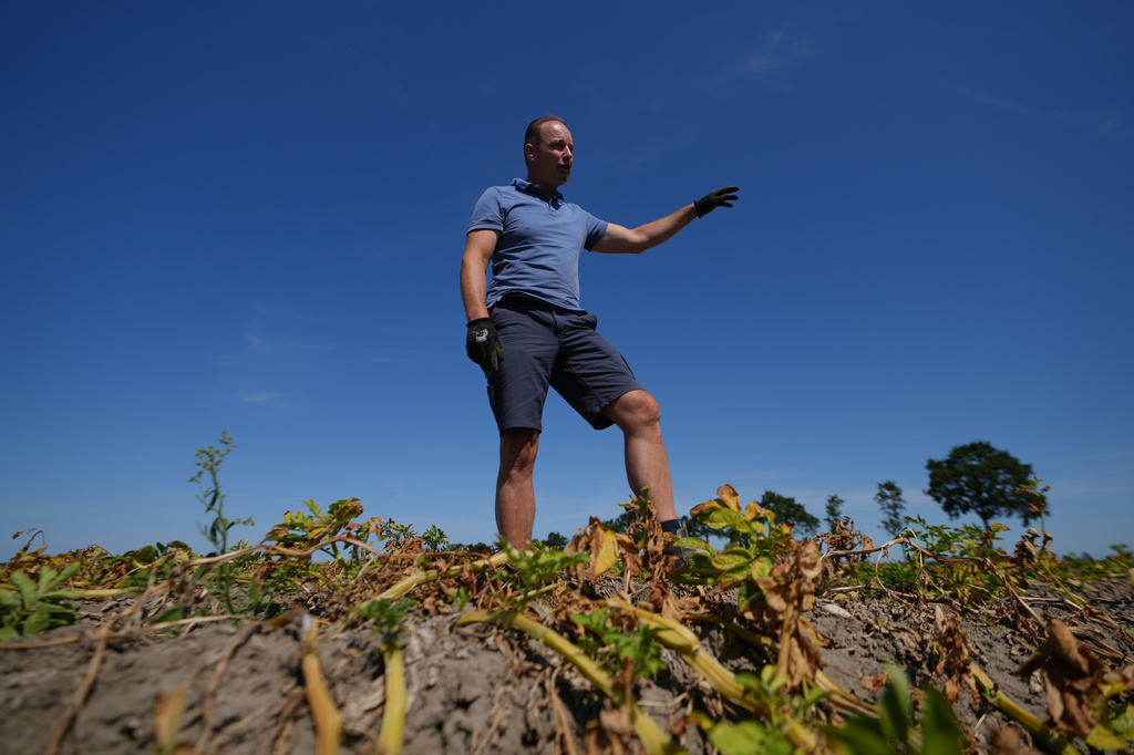 Farmer Henrik Jan ten Cate stands in his potato field, affected by the drought, in Poortvliet, Netherlands, Tuesday, Aug. 11, 2026. (AP Photo/Virginia Mayo)