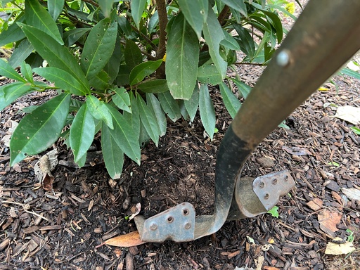 This Oct. 14, 2025, image provided by Jessica Damiano shows a shovel plunged into soil around a cherry laurel shrub. Gardeners can transplant spring- and early summer-blooming plants like cherry laurel in fall but should wait until spring to relocate late-summer and fall bloomers. (Jessica Damiano via AP) This Oct. 14, 2025, image provided by Jessica Damiano shows a shovel plunged into soil around a cherry laurel shrub. Gardeners can transplant spring- and early summer-blooming plants like cherry laurel in fall but should wait until spring to relocate late-summer and fall bloomers. (Jessica Damiano via AP)