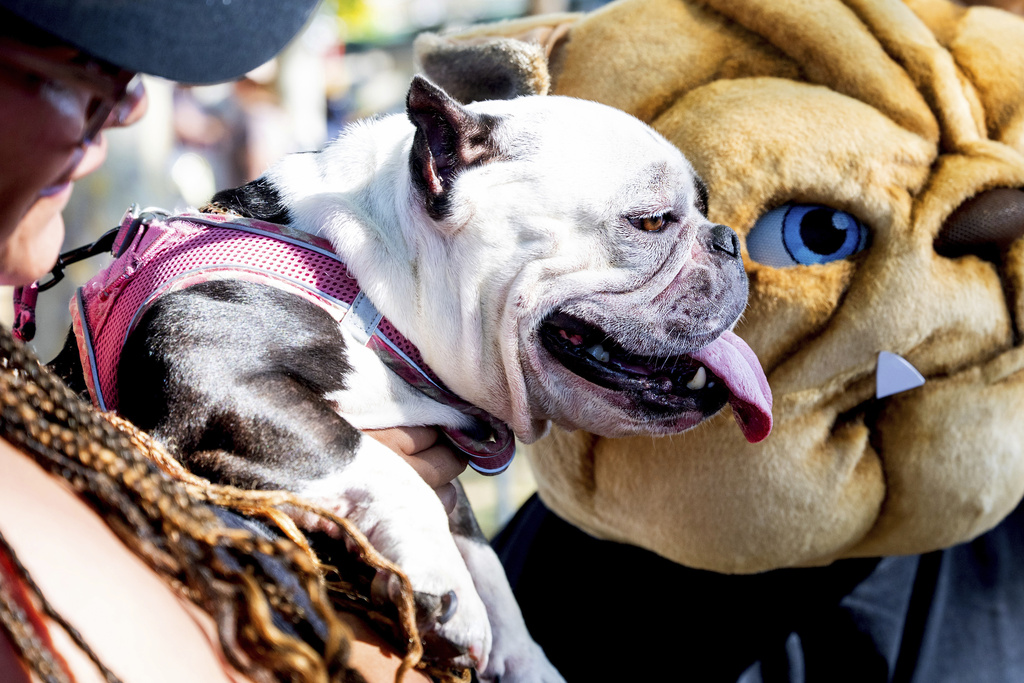 Truffles, a 6-year-old micro bully, prepares to compete in in the World's Ugliest Dog Contest at the Sonoma County Fair in Santa Rosa, Calif., on Friday, Aug. 8, 2025. (AP Photo/Noah Berger)