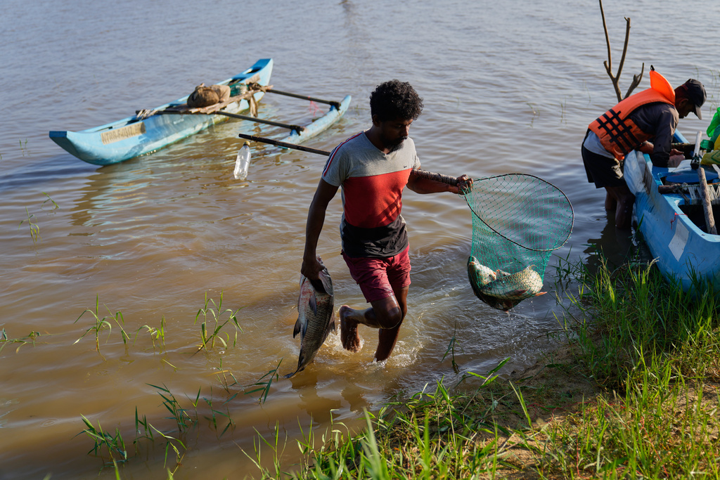 A fisherman brings his catch ashore from the Deduru Oya Reservoir, where giant snakeheads have become an invasive species in Walpaluwa village, Sri Lanka, Thursday, Oct, 30, 2025. (AP Photo/Eranga Jayawardena)