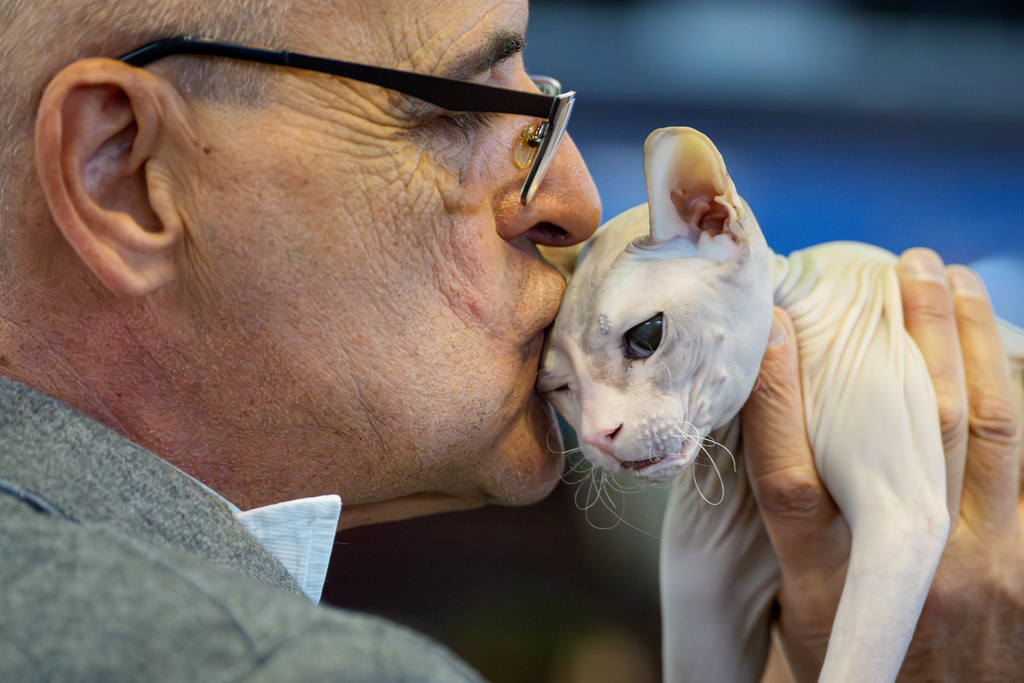 Nadezhda the Don Sphynx cat gets a kiss from a judge during the FIFe World Show Romania 2025, the world's largest cat event, held in a different country every year, which brought together more than 1000 cats from over 30 countries, in Bucharest, Romania, Saturday, Oct.25, 2025. (AP Photo/Andreea Alexandru)