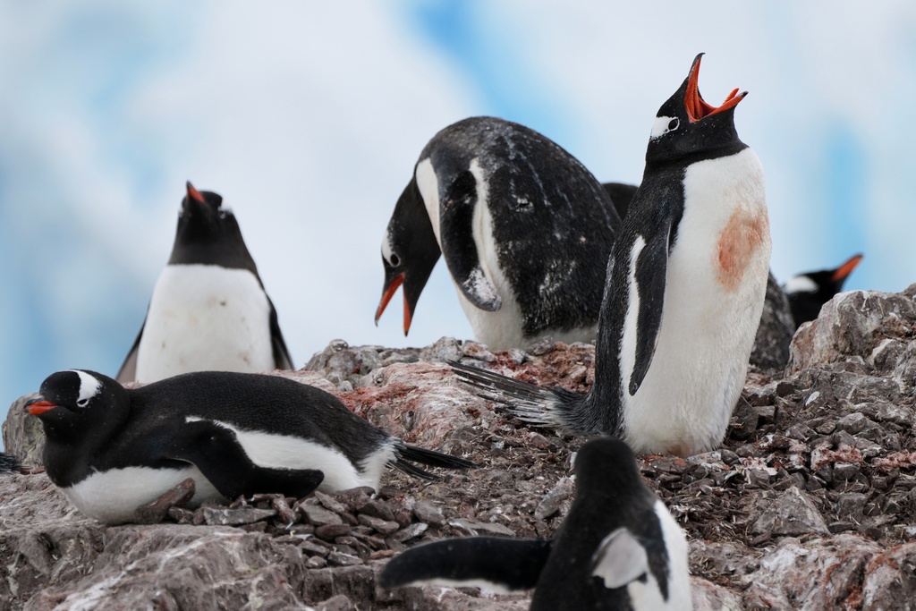 Gentoo penguins nest at Neko Harbour in Antarctica, Saturday, Nov. 22, 2025. (AP Photo/Mark Baker)