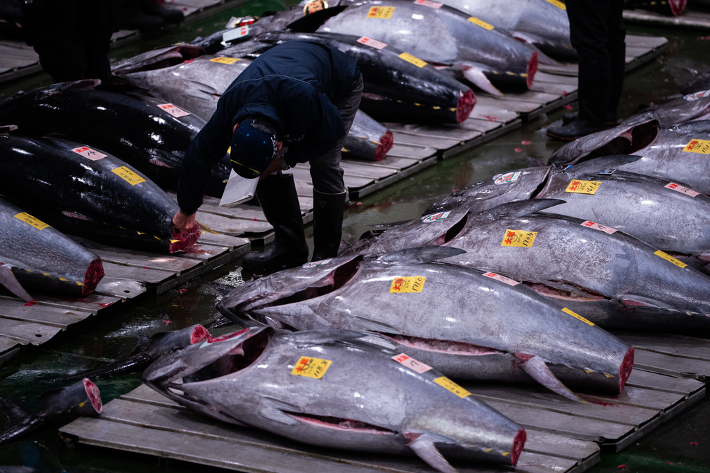 Wholesalers inspect bluefin tuna at the New Year's tuna auction at Toyosu fish market in Tokyo, Monday, Jan. 5, 2026. (AP Photo/Louise Delmotte)