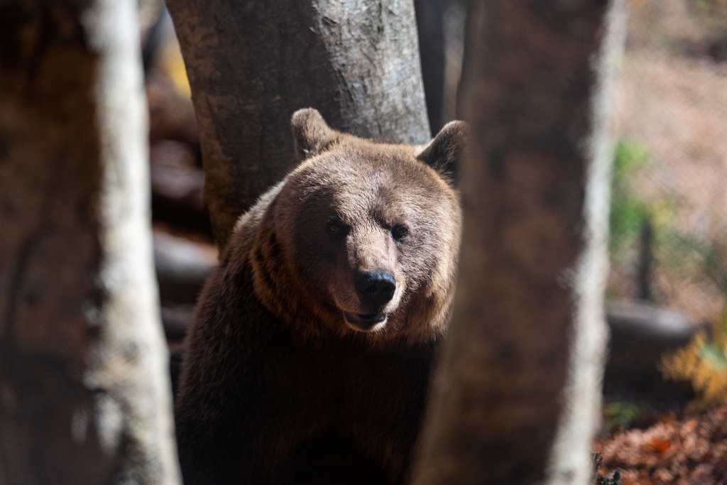 A brown bear peers through the trees inside the Arcturos bear sanctuary in Nymfaio, northern Greece, on Thursday, Oct. 30, 2025. (AP Photo/Giannis Papanikos)