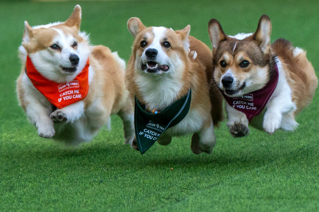 Corgis race during the Corgi Race Vilnius 2026 event in Vilnius, Lithuania, Saturday, Aug. 15, 2026. (AP Photo/Mindaugas Kulbis)