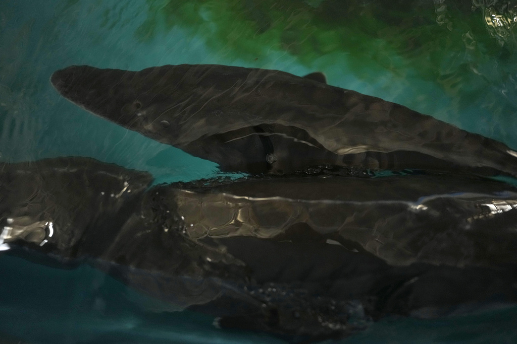 Critically endangered Chinese Sturgeons are seen at the Rare Fish Conservation Center of the Three Gorges along the Yangtze River in central China's Hubei province on June 16, 2025. (AP Photo/Ng Han Guan)