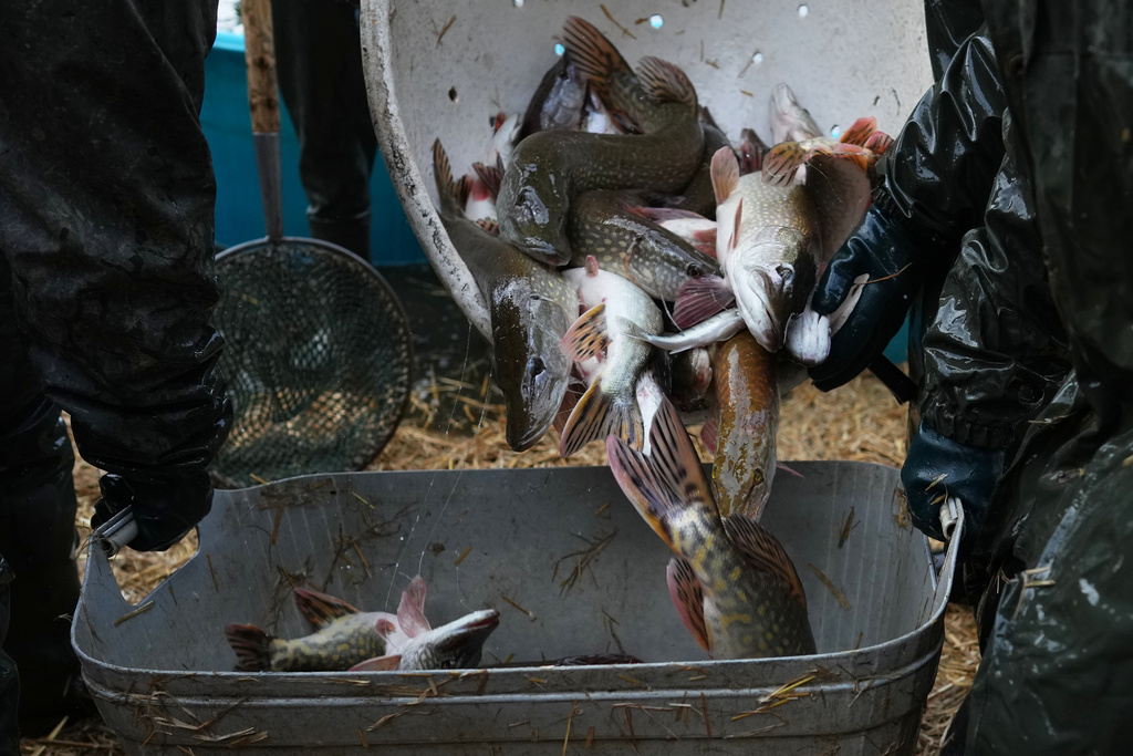 Fishermen sort fish during a traditional fish haul of the Rozmberk pond near the town of Trebon, Czech Republic, Friday, Oct. 17, 2025. (AP Photo/Petr David Josek)