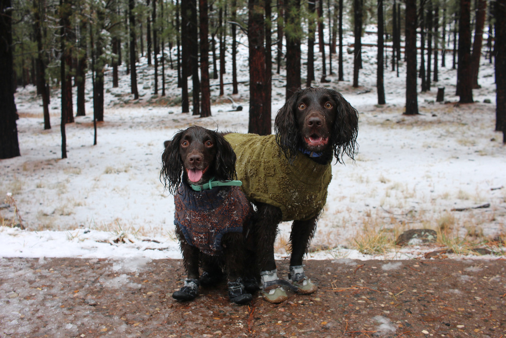 Two English Cocker Spaniel dogs wear waterproof collars, sweaters and dog booties before playing in the first snow of the season in Flagstaff, Ariz., Wednesday, Nov. 19, 2025. (AP Photo/Cheyanne Mumphrey)