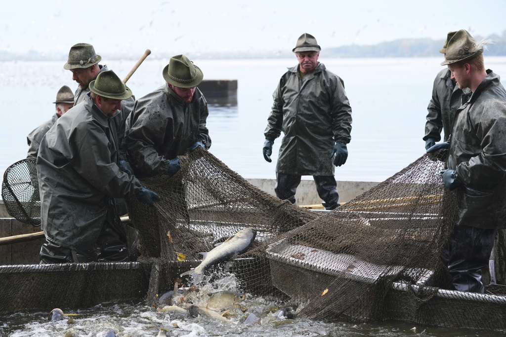 Fishermen sort fish during a traditional fish haul of the Rozmberk pond near the town of Trebon, Czech Republic, Friday, Oct. 17, 2025. (AP Photo/Petr David Josek)