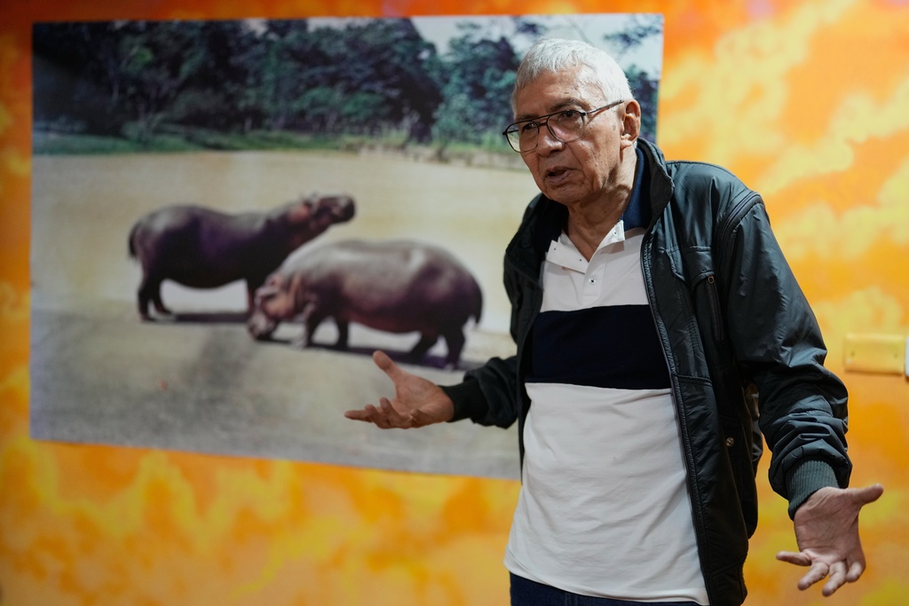 Edgar Jimenez, known as "El Chino," gives an interview next to his photo of hippos "Adan y Eva," the first two hippos he photographed when they were brought to Colombia in the 1980s by drug lord Pablo Escobar, at a group exhibit in Bogota, Colombia, Thursday, Nov. 6, 2025. Jimenez was Escobar's personal photographer. (AP Photo/Fernando Vergara)