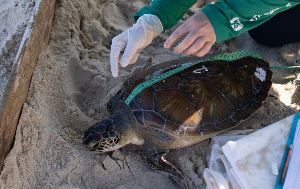 FILE - Researchers from the Aruana Project measure a green sea turtle after capturing it temporarily at a feeding site on Itaipu Beach in Niteroi, Brazil, May 24, 2023. (AP Photo/Silvia Izquierdo, File)