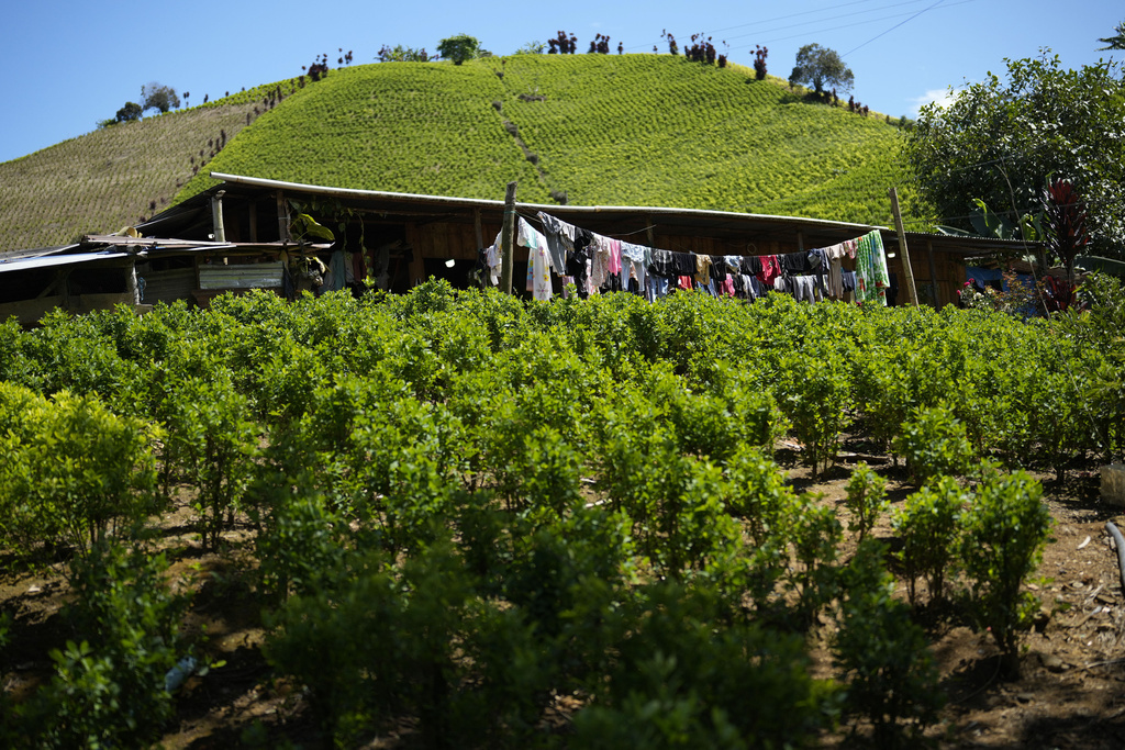 FILE - Laundry dries on a clothesline in the middle of a coca field on a hillside of the Micay Canyon, southwestern Colombia, Aug. 13, 2024. (AP Photo/Fernando Vergara, File)
