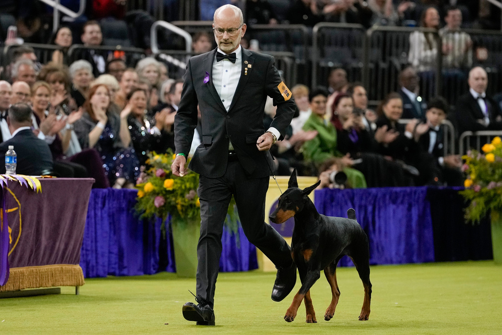 Penny, a doberman pinscher, competes in the Best in Show judging of the 150th Westminster Kennel Club Dog Show, Tuesday, Feb. 3, 2026, in New York. (AP Photo/Yuki Iwamura)