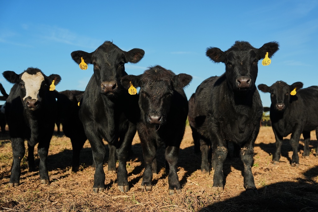 Young calves stand in a field Friday, Oct. 17, 2025, in Eminence, Ky. (AP Photo/Joshua A. Bickel)