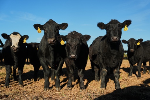 Young calves stand in a field Friday, Oct. 17, 2025, in Eminence, Ky. (AP Photo/Joshua A. Bickel) Young calves stand in a field Friday, Oct. 17, 2025, in Eminence, Ky. (AP Photo/Joshua A. Bickel)
