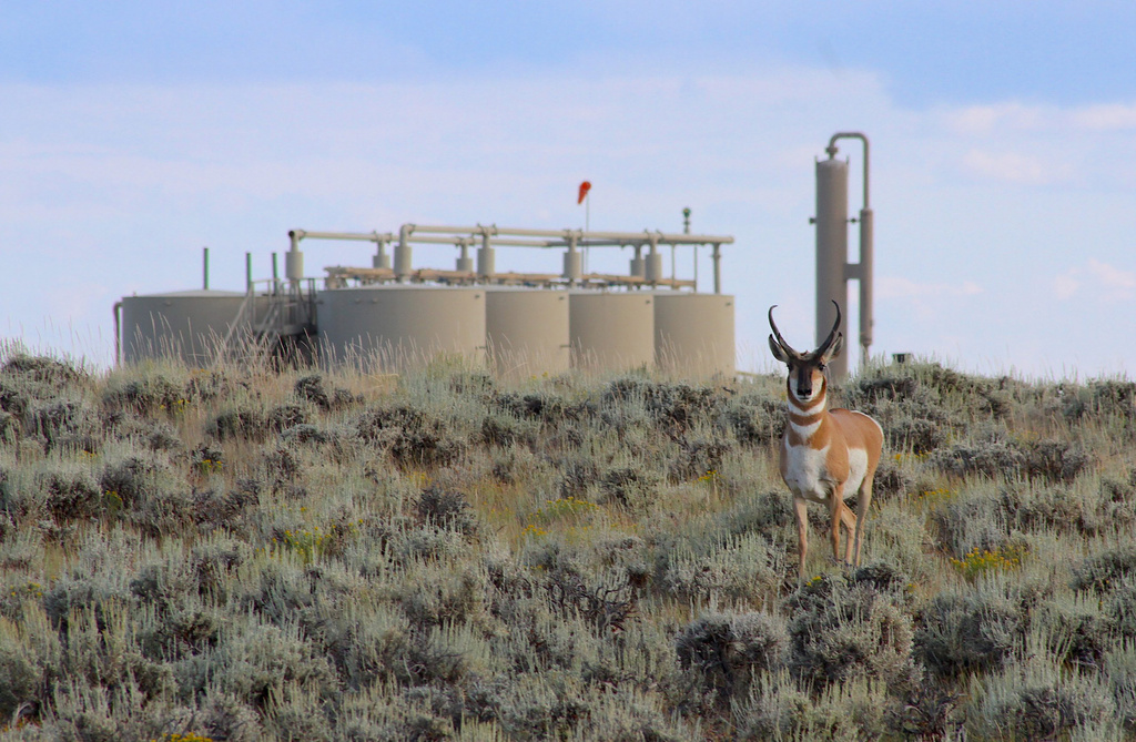 A Sublette Herd pronghorn sizes up an intruder in its habitat within the confines of Jonah Energy's Normally Pressured Lance gas field on Aug. 10, 2023, in Sublette County, Wyo. (Mike Koshmrl/WyoFile via AP)
