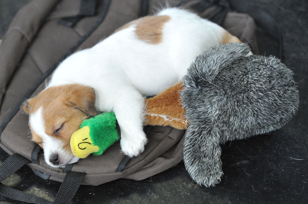 FILE - A little Jack Russell Terrier sleeps with a plush toy during the world dog show in Salzburg, Austria, on Friday, May 18, 2012. More than 30.000 dogs are expected to take part at the exhibition in Salzburg. (AP Photo/Kerstin Joensson, File)
