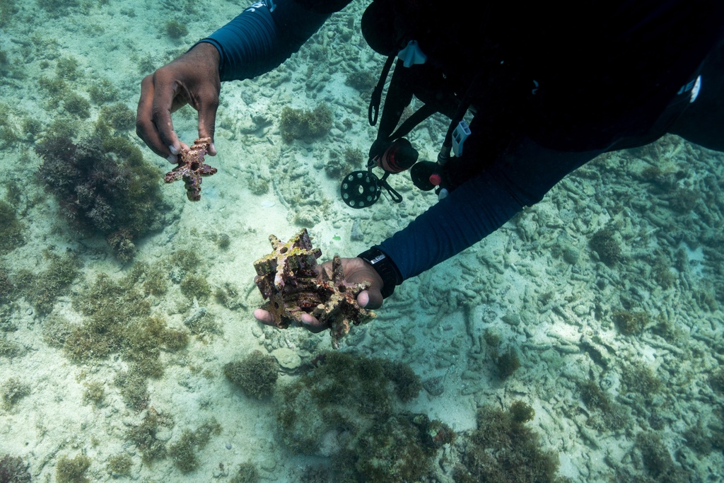 Michael del Rosario, environmental education coordinator at Fundemar, holds ceramic pieces with corals growing on it in Bayahibe, Dominican Republic on Oct. 17, 2025. (AP Photo/Francesco Spotorno)