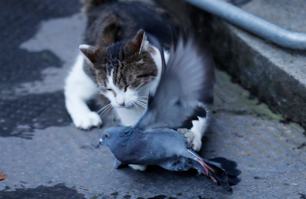FILE - Larry the cat, Chief Mouser to the Cabinet Office catches a pigeon as journalists await results of the Brexit trade deal in Downing Street in London, Thursday, Dec. 24, 2020. (AP Photo/Frank Augstein, File)
