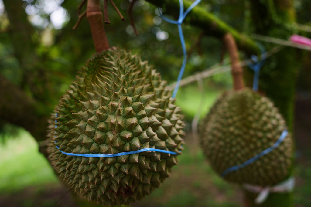 Durians hang from a tree in an orchard in Raub, Pahang state, Malaysia, Tuesday, June 23, 2026.(AP Photo/Vincent Thian)