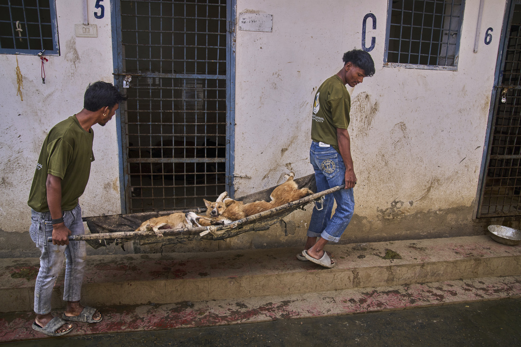 Volunteers from an animal welfare organization carry stray dogs on a stretcher after sterilization outside a veterinary hospital in Srinagar, Indian controlled Kashmir, Tuesday, Sept. 16, 2025. (AP Photo/Dar Yasin)