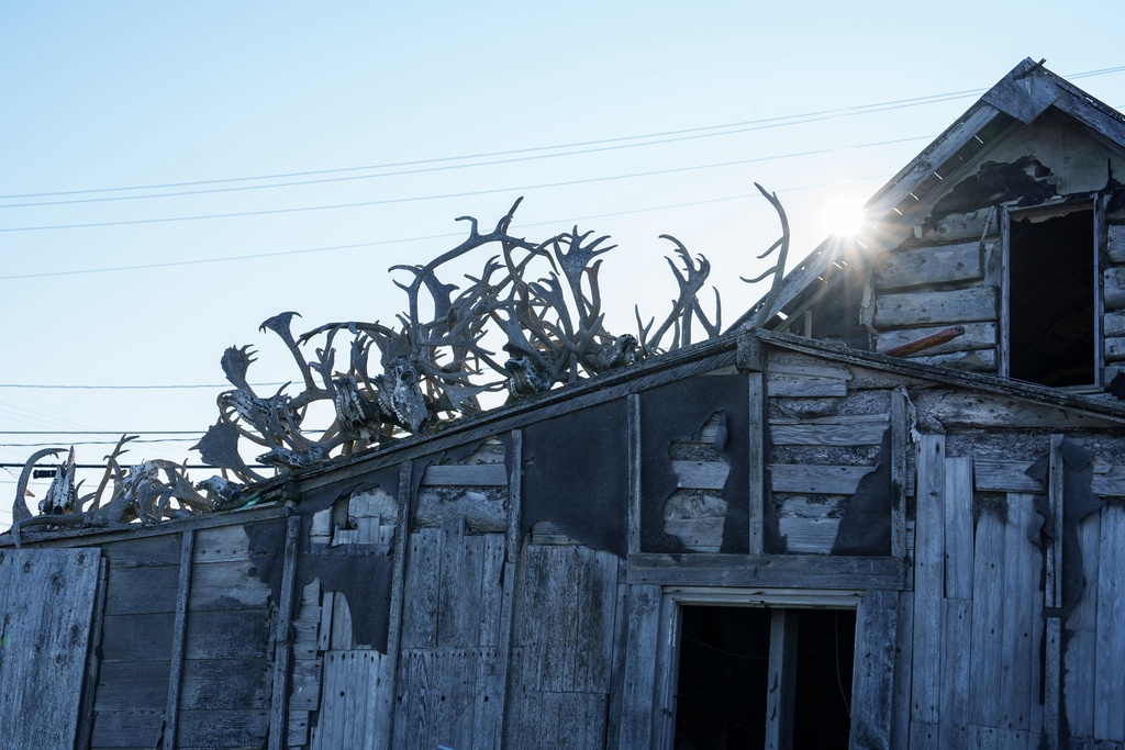 FILE - Caribou antlers sit on a roof in Kotzebue, Alaska, Sept. 27, 2025. (AP Photo/Annika Hammerschlag, File)