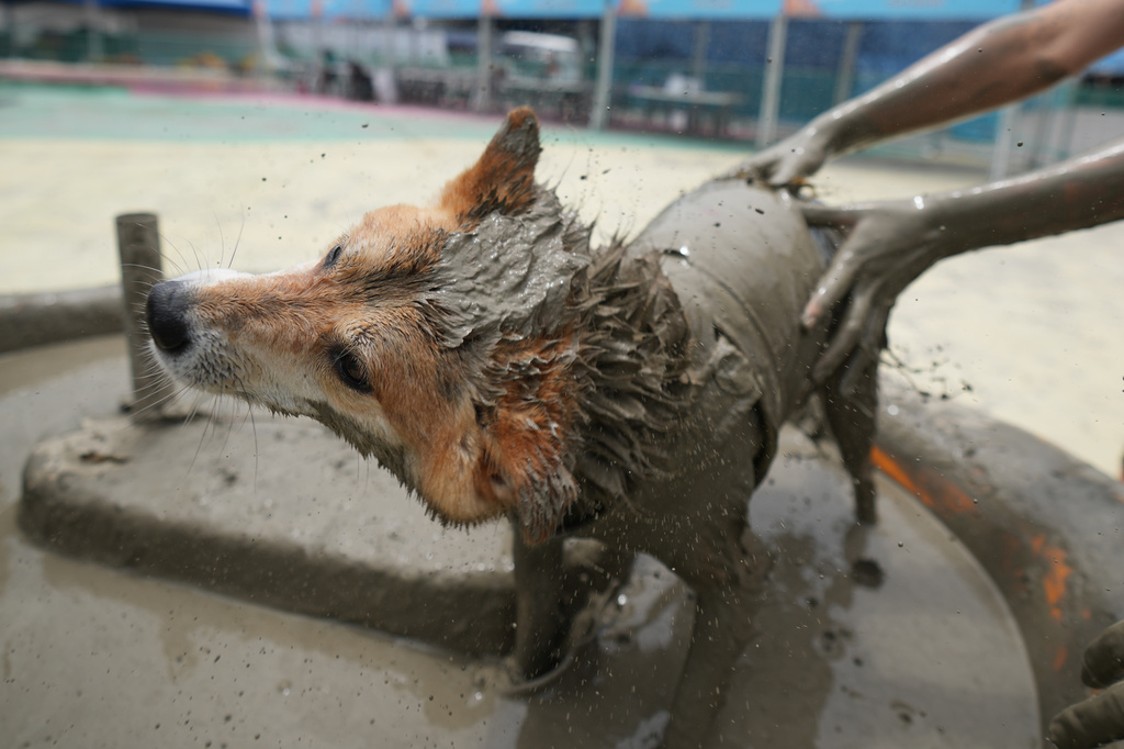 A dog plays in a mud pool during the Boryeong Mud Festival near a beach in Boryeong, South Korea, Saturday, July 25, 2026. (AP Photo/Lee Jin-man)