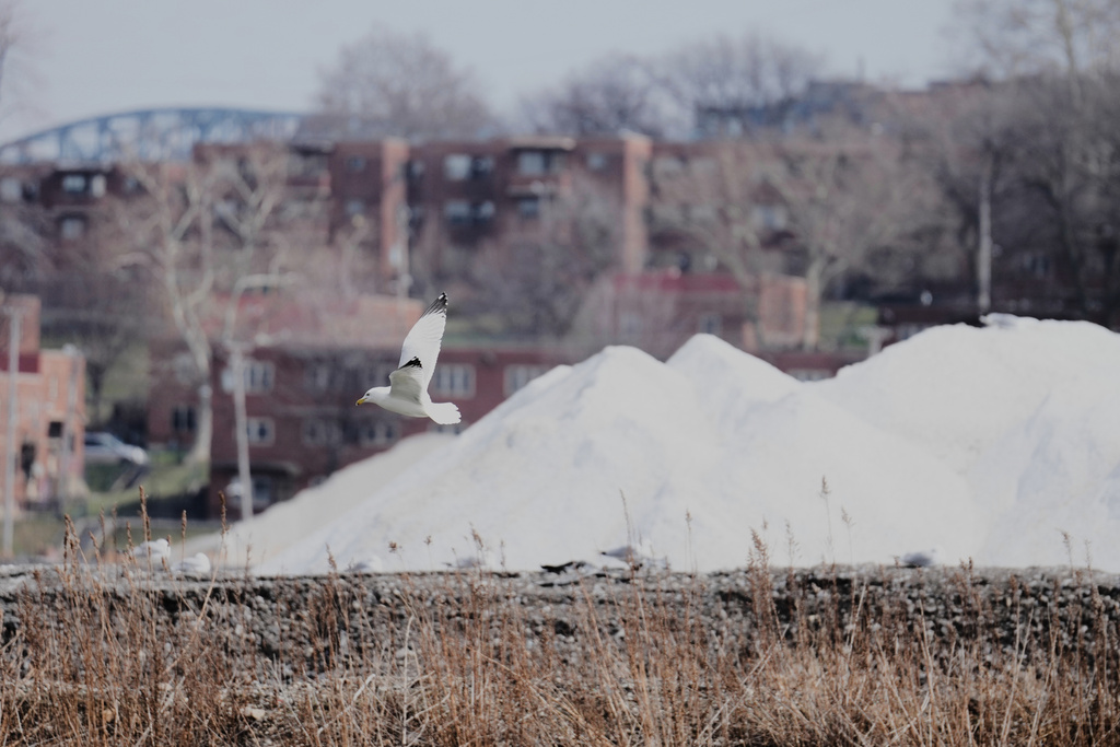 A seagull flies past piles of the finished product, de-icing solution - rock salt - at the Cargill Cleveland salt mine on Whiskey Island before being distributed by truck, rail and boat to Ohio, Pennsylvania, New York, Indiana and Minnesota, in Cleveland, Ohio, Thursday, March 19, 2026. (AP Photo/Sue Ogrocki)