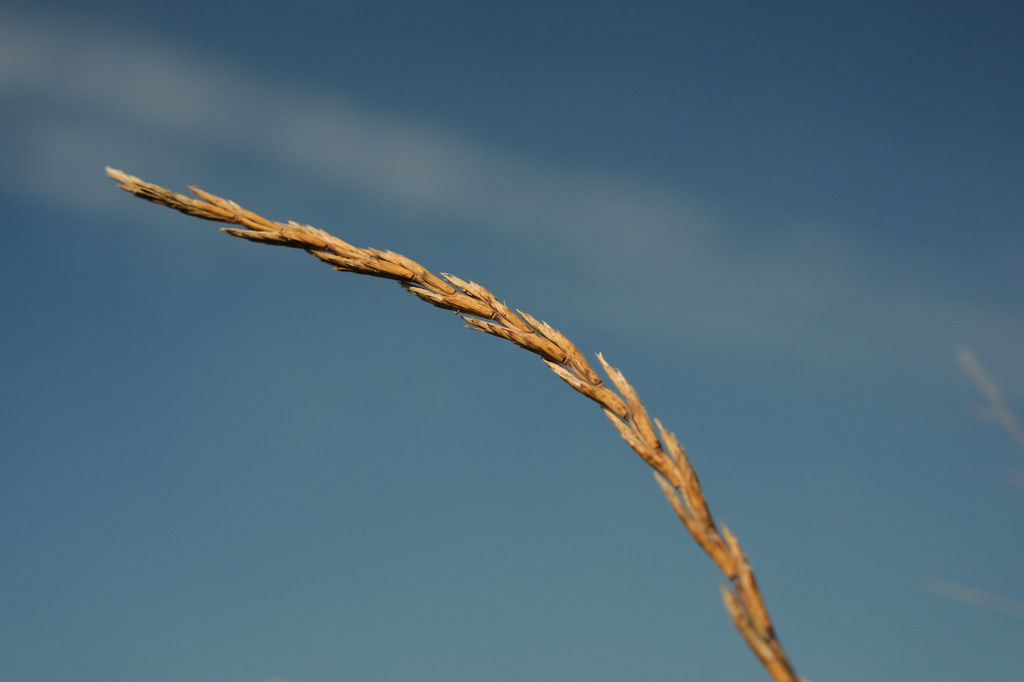 Kernza grows in a farm field Tuesday, July 28, 2026, in Halstead, Kan. (AP Photo/Joshua A. Bickel)
