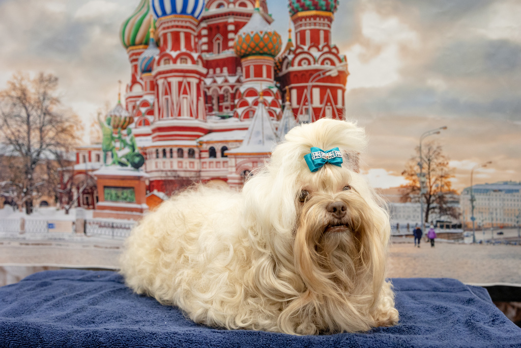 A Russian Tsvetnaya Bolonka poses for photographs during a Meet the Breeds event June 25, 2022 in Dallas. (Stacey Salter Moore/American Kennel Club via AP)