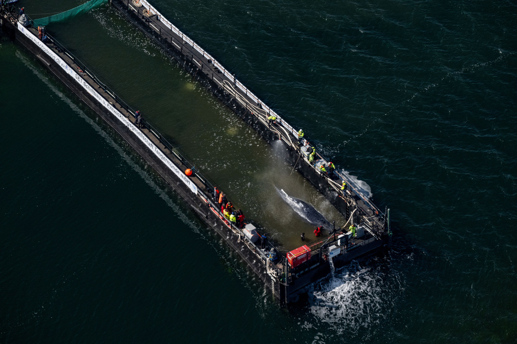 The humpback whale, stranded in the Baltic Sea, has arrived in the barge intended for its transportation near the island of Poel, Germany, Tuesday, April 28, 2026. (Stefan Sauer/dpa via AP)