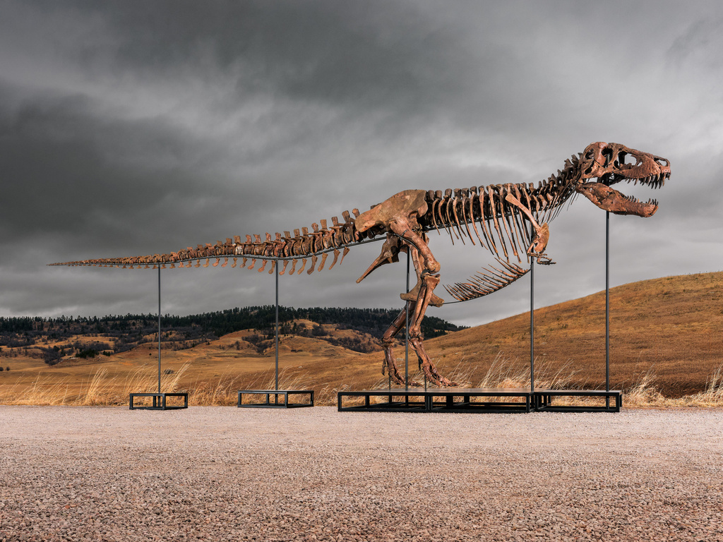 This undated photo provided by Sotheby's on Tuesday, July 14, 2026, shows "Gus," one of the largest and most complete Tyrannosaurus rex specimens ever discovered. (Matthew Sherman/Sotheby's via AP)