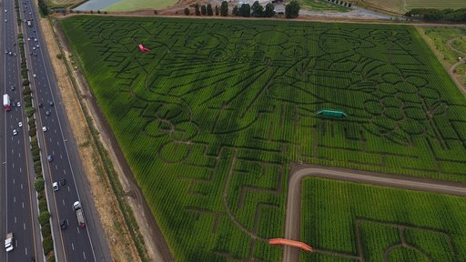The corn maze at Cool Patch Pumpkins is photographed Monday, Sept. 29, 2025, in Dixon, Calif. (AP Photo/Godofredo A. Vásquez) The corn maze at Cool Patch Pumpkins is photographed Monday, Sept. 29, 2025, in Dixon, Calif. (AP Photo/Godofredo A. Vásquez)