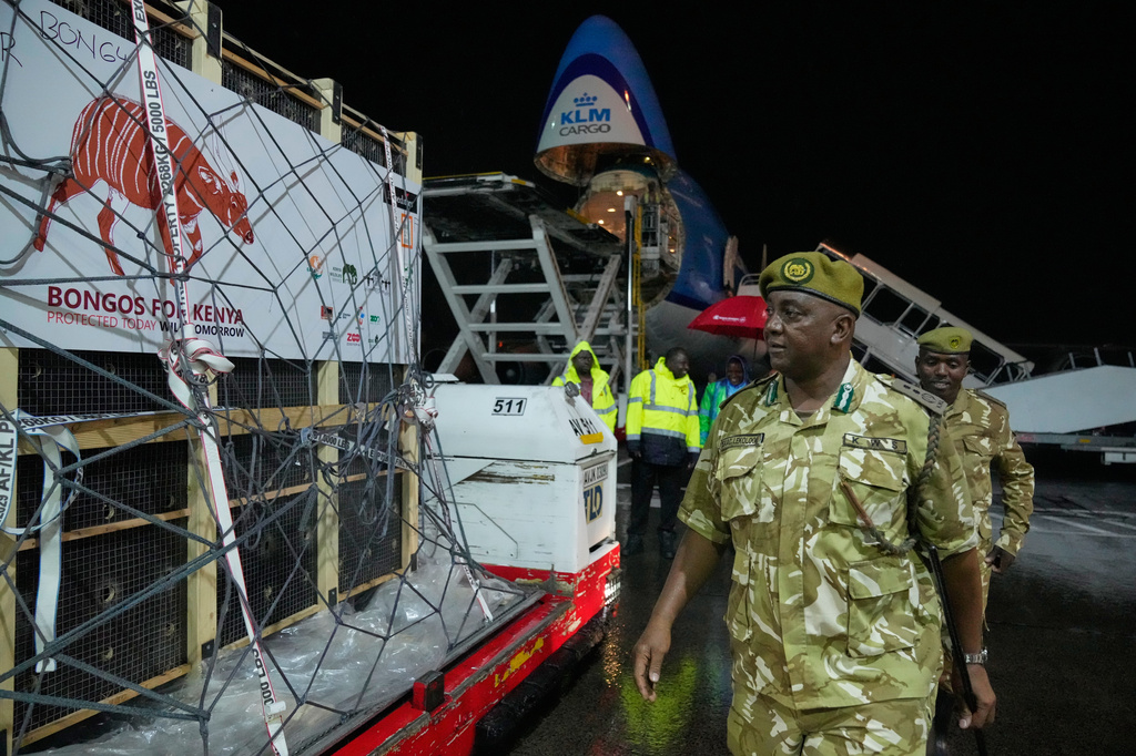 Kenya Wildlife Service personnel walk past four mountain bongos, a type of antelope, repatriated from the Czech Republic, upon arrival at Jomo Kenyatta International Airport in Nairobi, Kenya, Tuesday, April 28, 2026. (AP Photo/Brian Inganga) CORRECTION: Type corrected to antelope, instead of gazelle