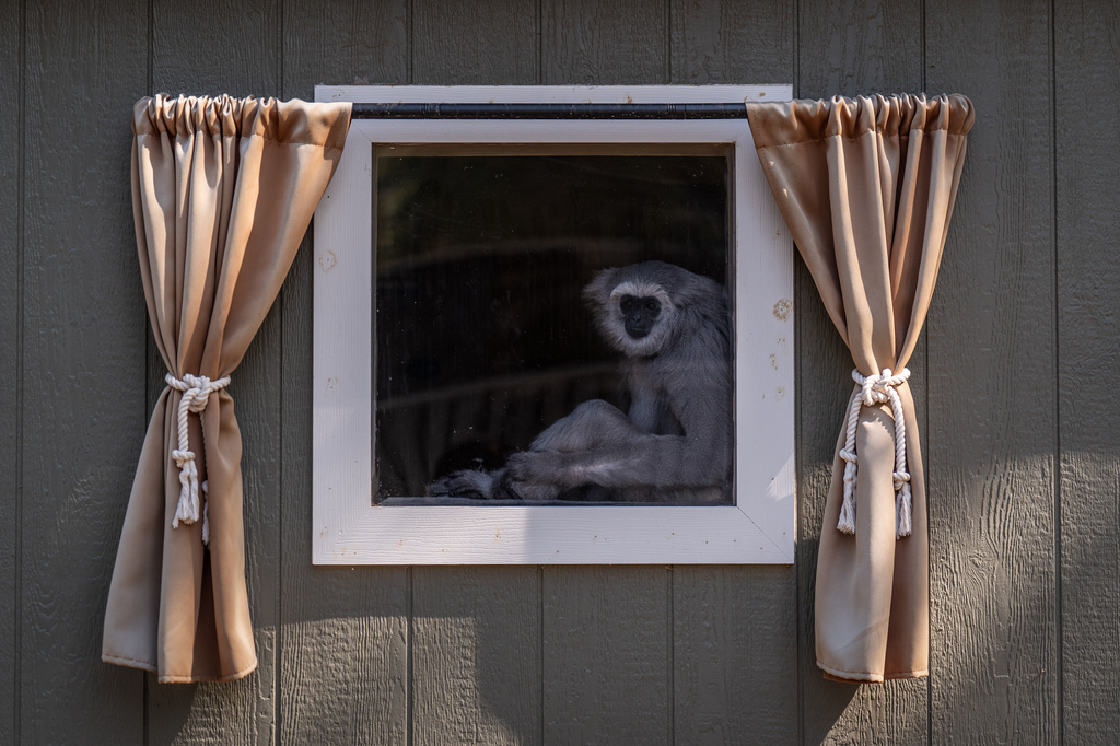 Rocky, a gibbon hand-raised by on-site caretaker Jodi Kleier, sits in an enclosure at the Gibbon Conservation Center in Santa Clarita, Calif., Friday, Aug. 14, 2026. (AP Photo/Jae C. Hong)