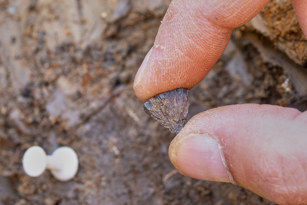 Discovery of the first fragment of iron pyrite in 2017, at Barnham, Suffof, England. (Jordan Mansfield/Pathways to Ancient Britain Project via AP)