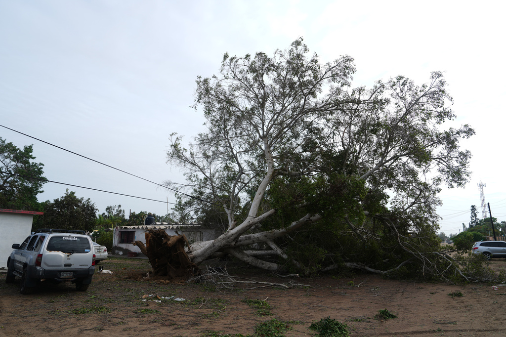 An uprooted tree lies on the ground after the passing of Hurricane Polo in Puerto San Carlos, Baja California Sur state, Mexico, Tuesday, Sept. 29, 2026. (AP Photo/Eduardo Verdugo)