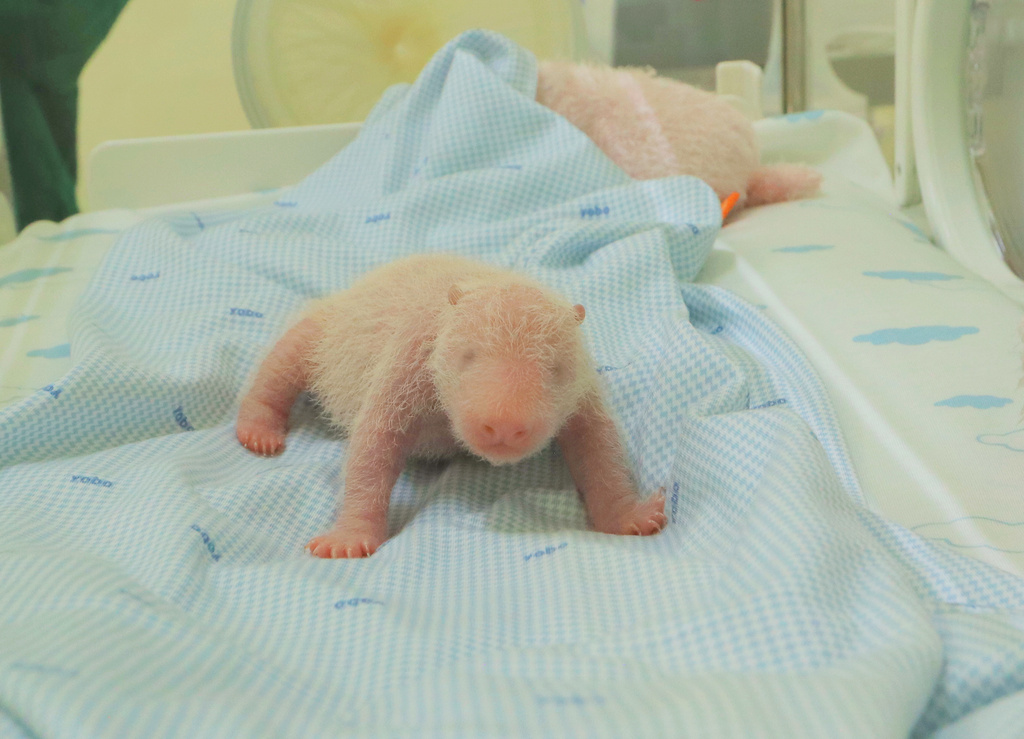 In this undated photo released by Taman Safari Indonesia or Indonesia Safari Park on Sunday, Dec. 7, 2025, a newly born giant panda cub named Satrio Wiratama is seen inside an incubator in Cisarua, West Java, Indonesia, (Taman Safari Indonesia via AP)