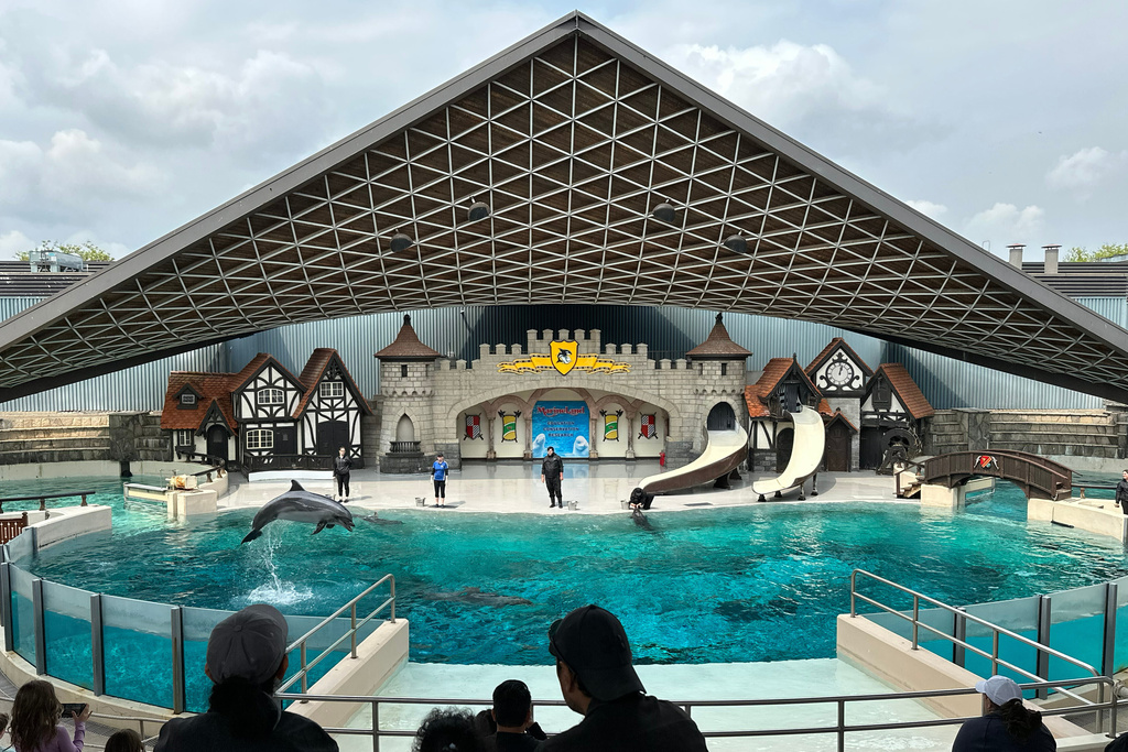 A dolphin jumps out of the water as it performs during a show at Marineland amusement park in Niagara Falls, Ontario, Canada, June 9, 2023. (Chris Young/The Canadian Press via AP)