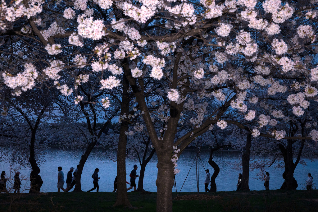 People walk among the cherry blossom trees along the tidal basin on the National Mall on Thursday, March 26, 2026, in Washington. (AP Photo/Tom Brenner)