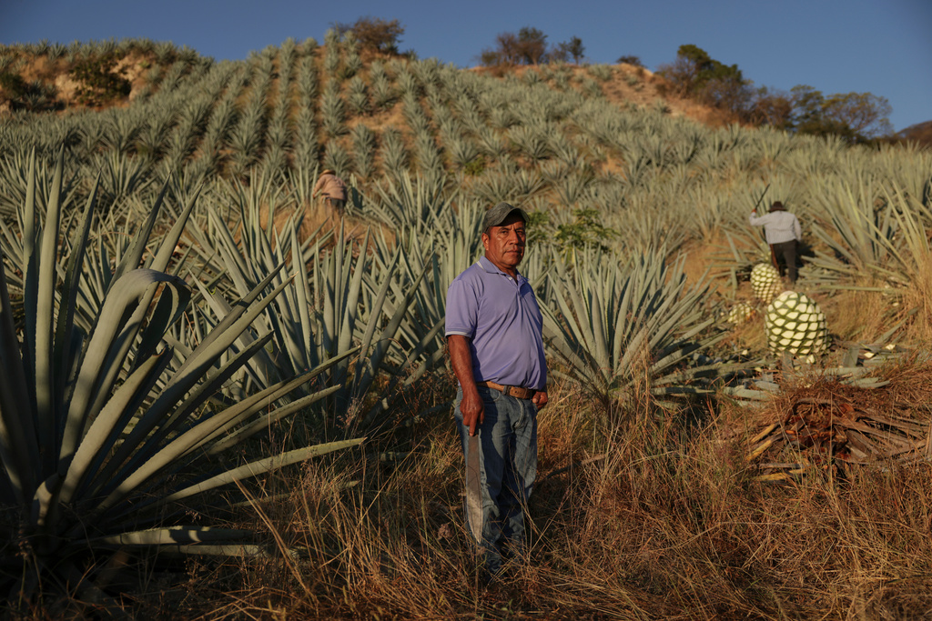 Félix San German, an agave farmer, stands at a plantation in Nejapa de Madero, Oaxaca, Mexico, Thursday, Jan. 22, 2026. (AP Photo/Claudia Rosel)