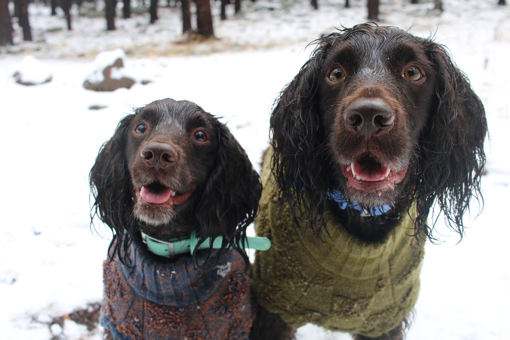 Two English Cocker Spaniel dogs, Roo, left, and Ryder, stand in the snow wearing sweaters to keep them warm during the first snow of the season in Flagstaff, Ariz., Wednesday, Nov. 19, 2025. (AP Photo/Cheyanne Mumphrey)