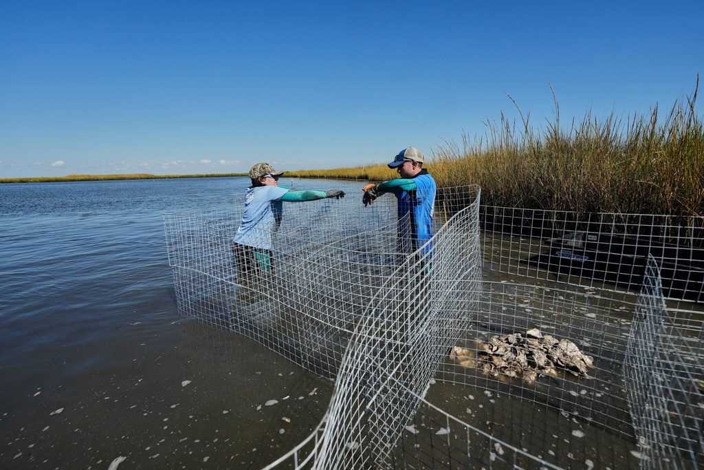 Volunteers set up wire mesh containment during a reef barrier project organized by the Coalition To Restore Coastal Louisiana in Cocodrie, La., Friday, Oct. 24, 2025. (AP Photo/Gerald Herbert)