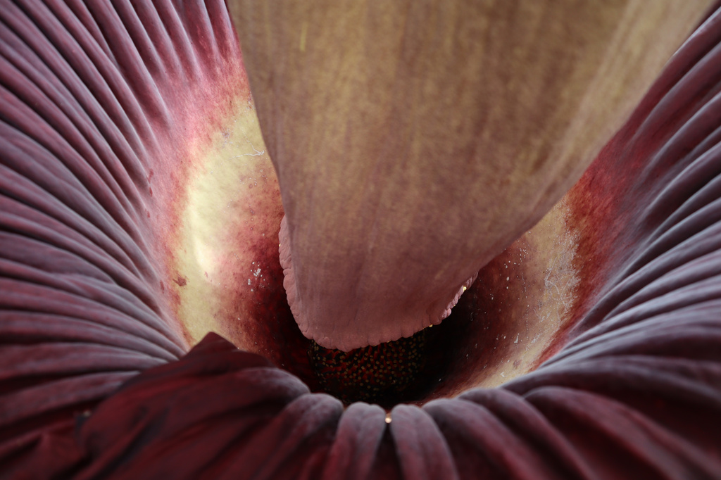 A close-up view shows the interior of the blooming corpse flower, or Amorphophallus titanum, known as "Pangy," at the Talcott Greenhouse on the campus of Mount Holyoke College in South Hadley, Mass., Tuesday, April 14, 2026. (AP Photo/Leah Willingham)