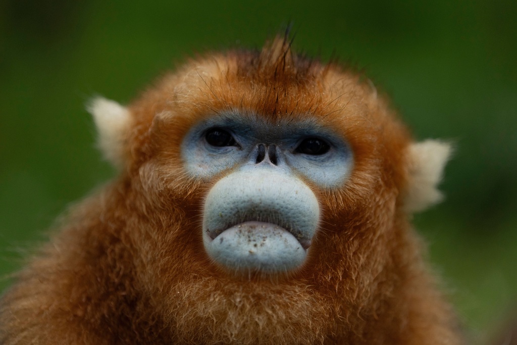 A golden snub-nosed monkey is seen in Shennongjia National Park in central China's Hubei province, June 18, 2025. (AP Photo/Ng Han Guan, File)