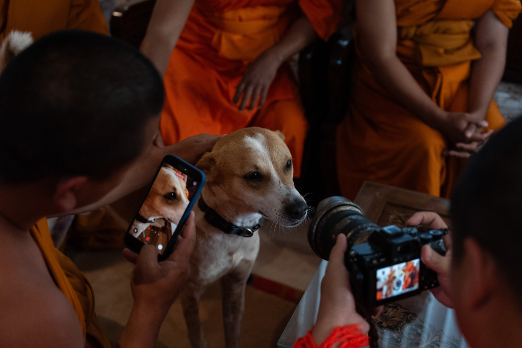 Buddhist monks take pictures of Aloka before an event with Bhikkhu Pannakara, a Buddhist monk who led a Walk for Peace from Fort Worth, Texas, to Washington, D.C., in the North Hollywood section of Los Angeles, Monday, July 13, 2026. (AP Photo/Jae C. Hong)