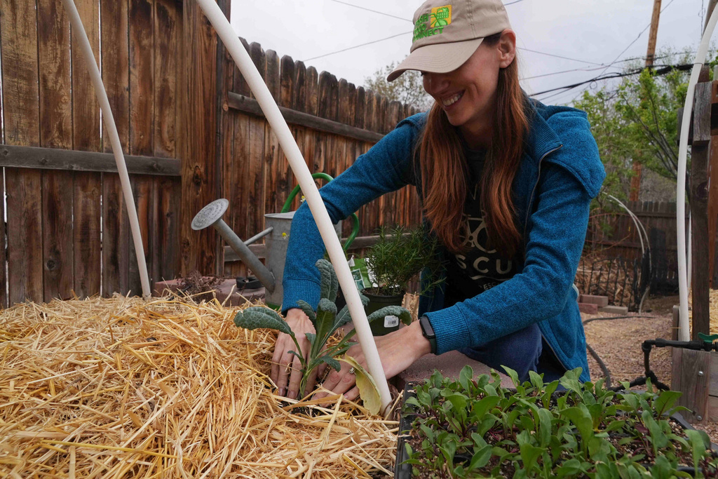 Heather Grady plants a kale seedling in her yard Thursday, April 9, 2026, in Denver. (AP photo/Brittany Peterson)