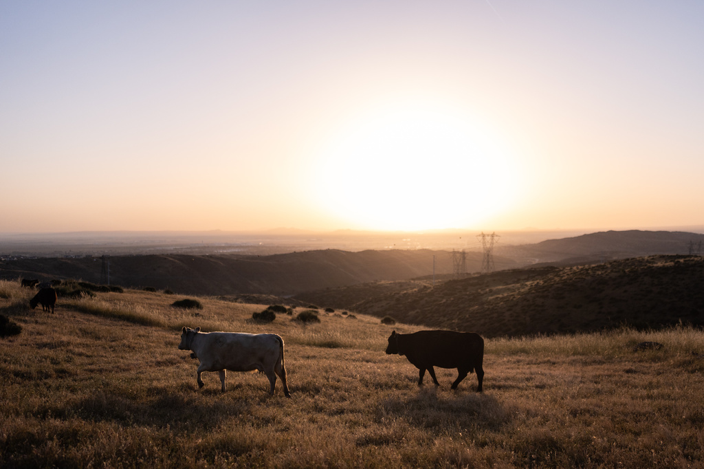 Cattle roam on a hillside at sunrise on the Diamond W Cattle Company ranch in Palmdale, Calif., Friday, April 3, 2026. (AP Photo/Jae C. Hong)